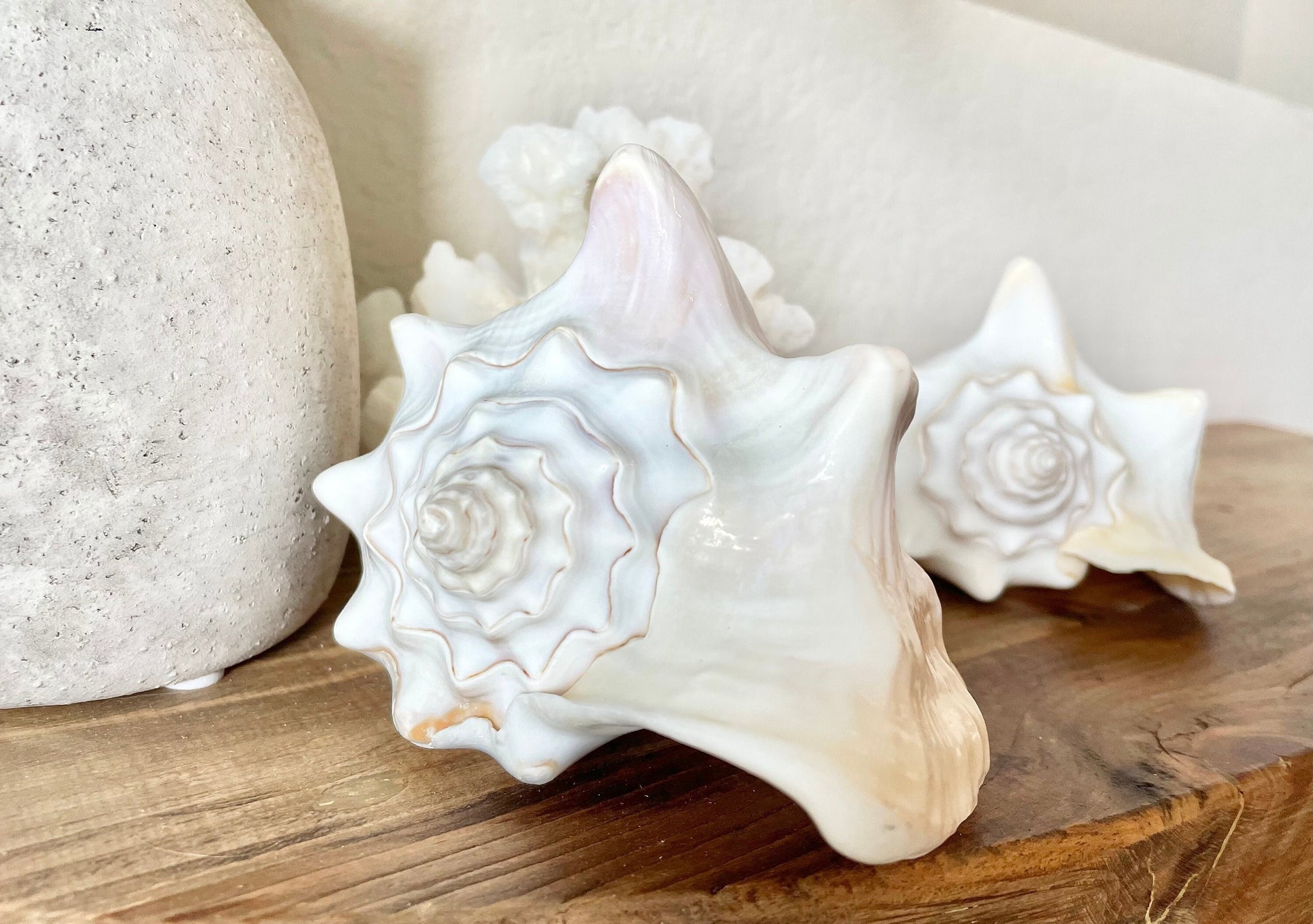 White Milk Conch Shell 5-6" Florida Keys Natural Coastal Home Décor
