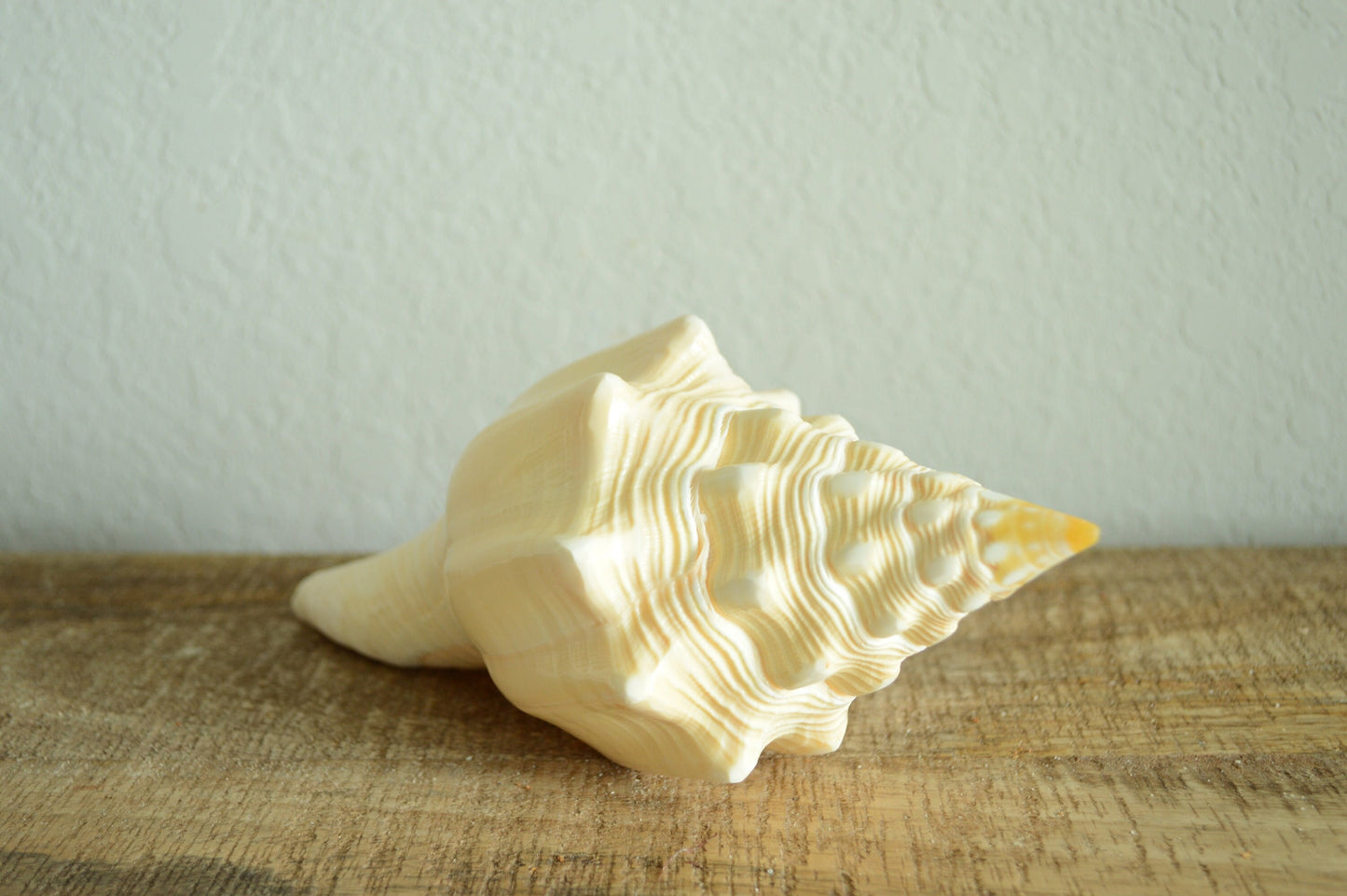 SACRED CHANK SHELLS *All Sizes* West Indian Golden Yellow Display Seashell Coastal Décor