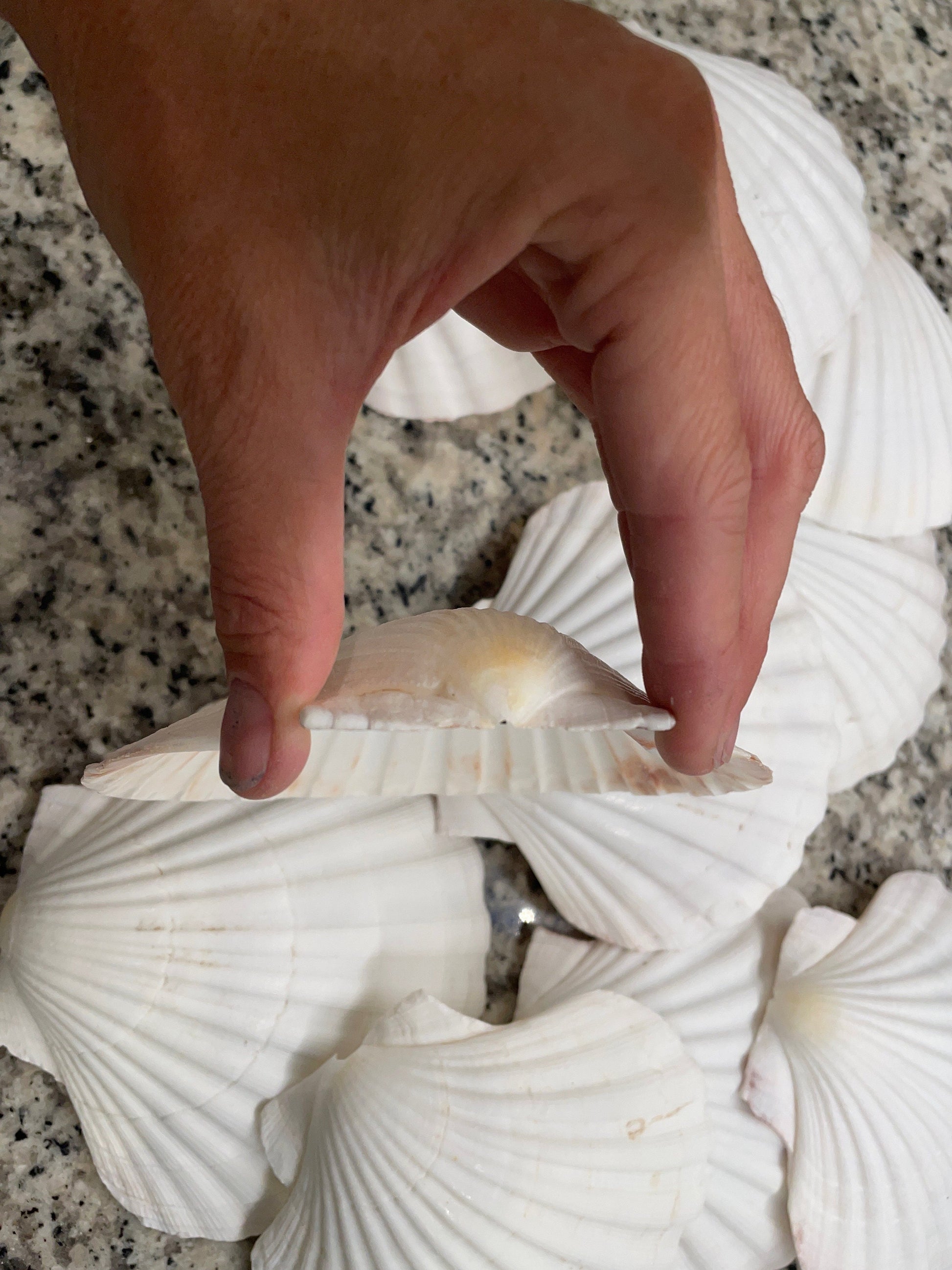 XL 4-6” You Pick Size Irish Baking Scallop Seashells Deep Shells White Beach Wedding Décor Coastal Favors Decoupage Candles