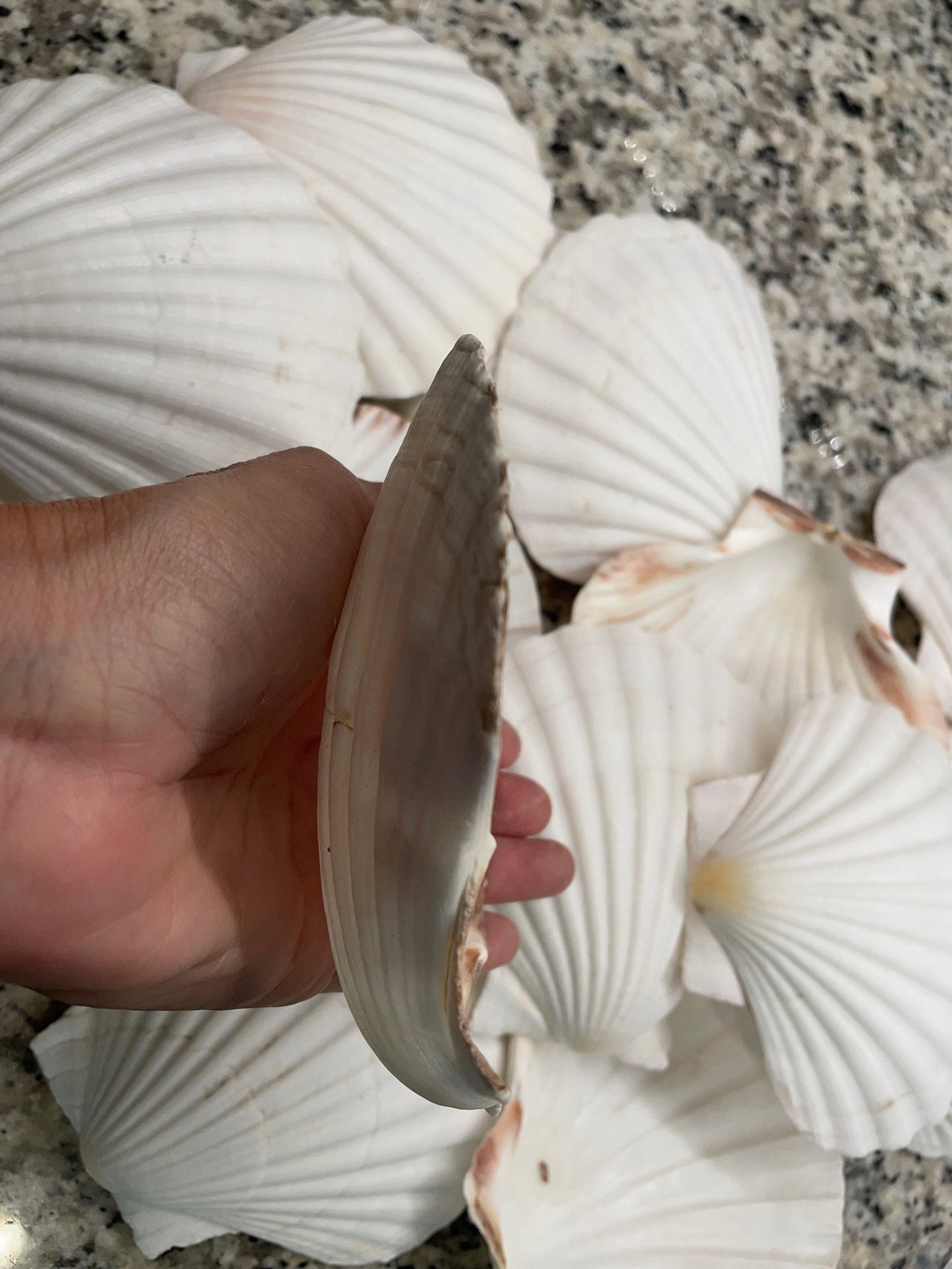 XL 4-6” You Pick Size Irish Baking Scallop Seashells Deep Shells White Beach Wedding Décor Coastal Favors Decoupage Candles