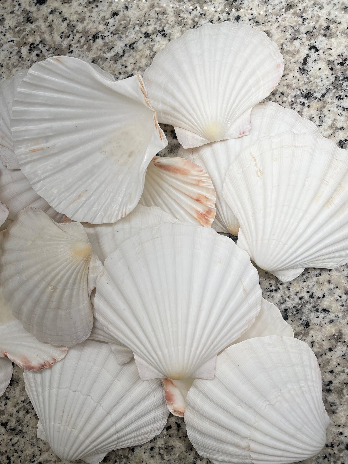 IRISH SCALLOP SEASHELLS 4-6" *You Choose Quantity* Beach Wedding Décor Shells