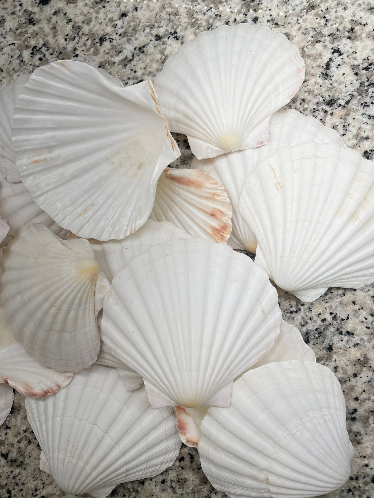 IRISH SCALLOP SEASHELLS 4-6" *You Choose Quantity* Beach Wedding Décor Shells