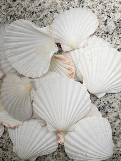 IRISH SCALLOP SEASHELLS 4-6" *You Choose Quantity* Beach Wedding Décor Shells