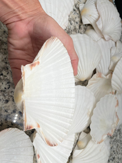 XL 4-6” You Pick Size Irish Baking Scallop Seashells Deep Shells White Beach Wedding Décor Coastal Favors Decoupage Candles