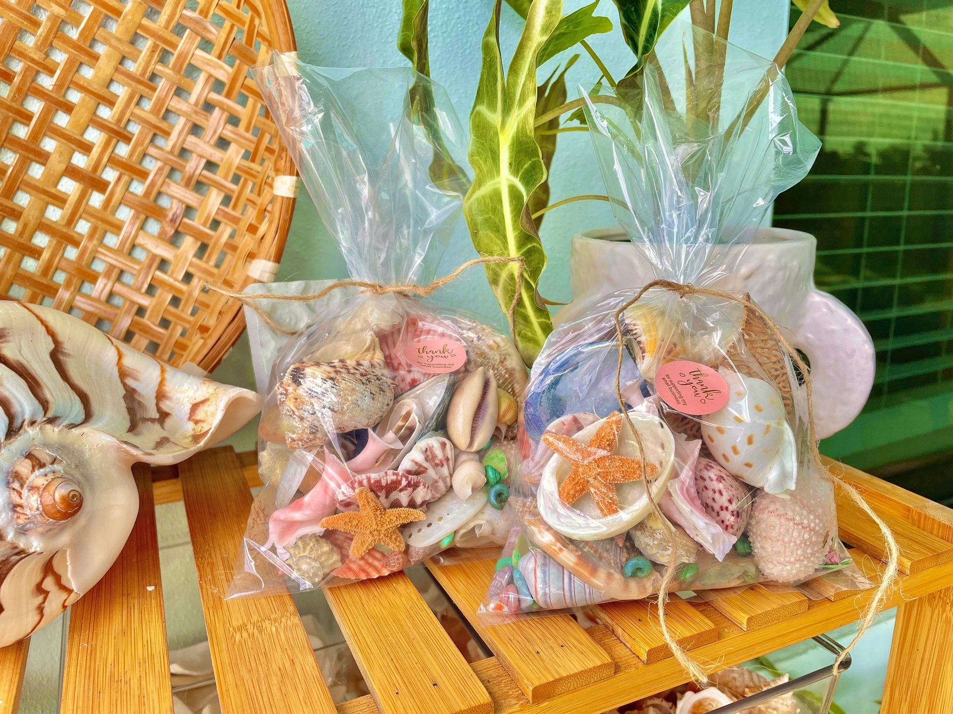 Mystery Beach Box! Various Shells Seashells, Sea Glass, Starfish, Urchins, Sand dollars and more coastal mix