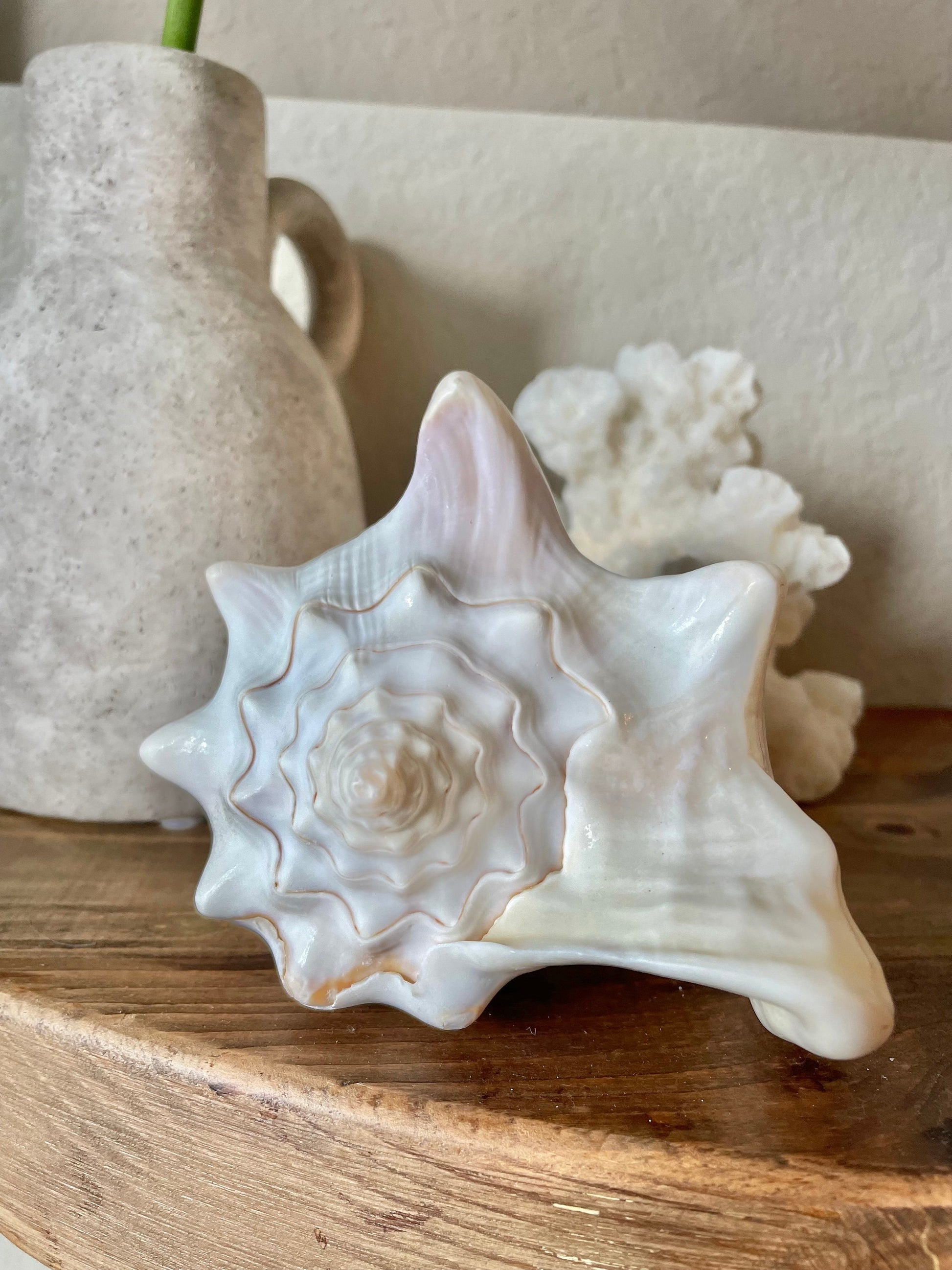 WHITE MILK CONCH Florida Keys Shell *All Sizes* Natural Display Seashell Coastal Beach Home Décor