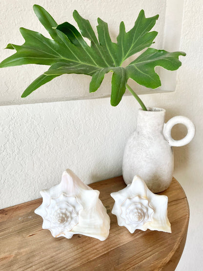 White Milk Conch Shell 5-6" Florida Keys Natural Coastal Home Décor