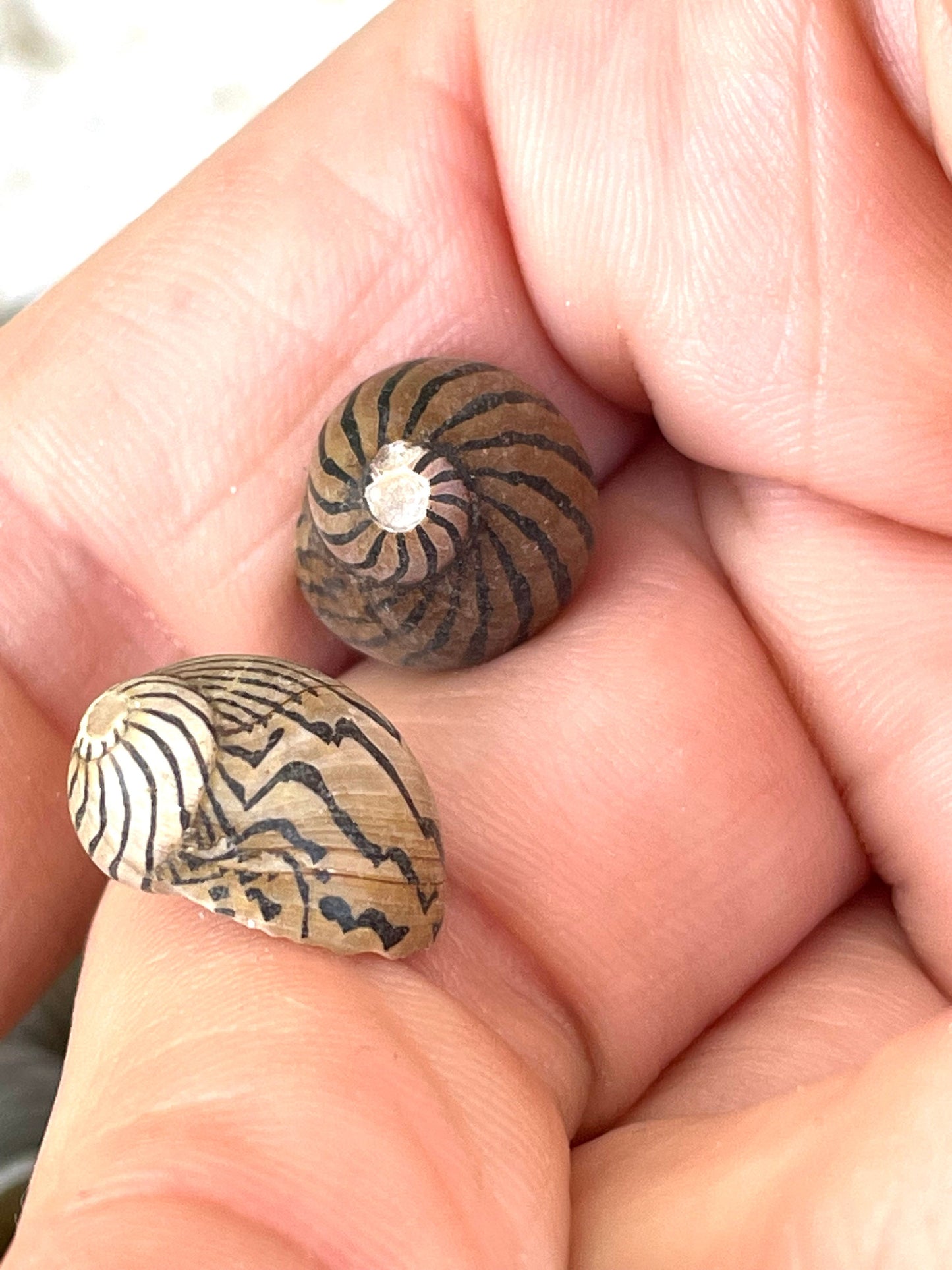 Premium Zig Zag Nerite Seashells Striped 1/2"-3/4" YOU PICK QUANTITY Black Brown Small Craft Coastal Beach Home Décor Sea Shells