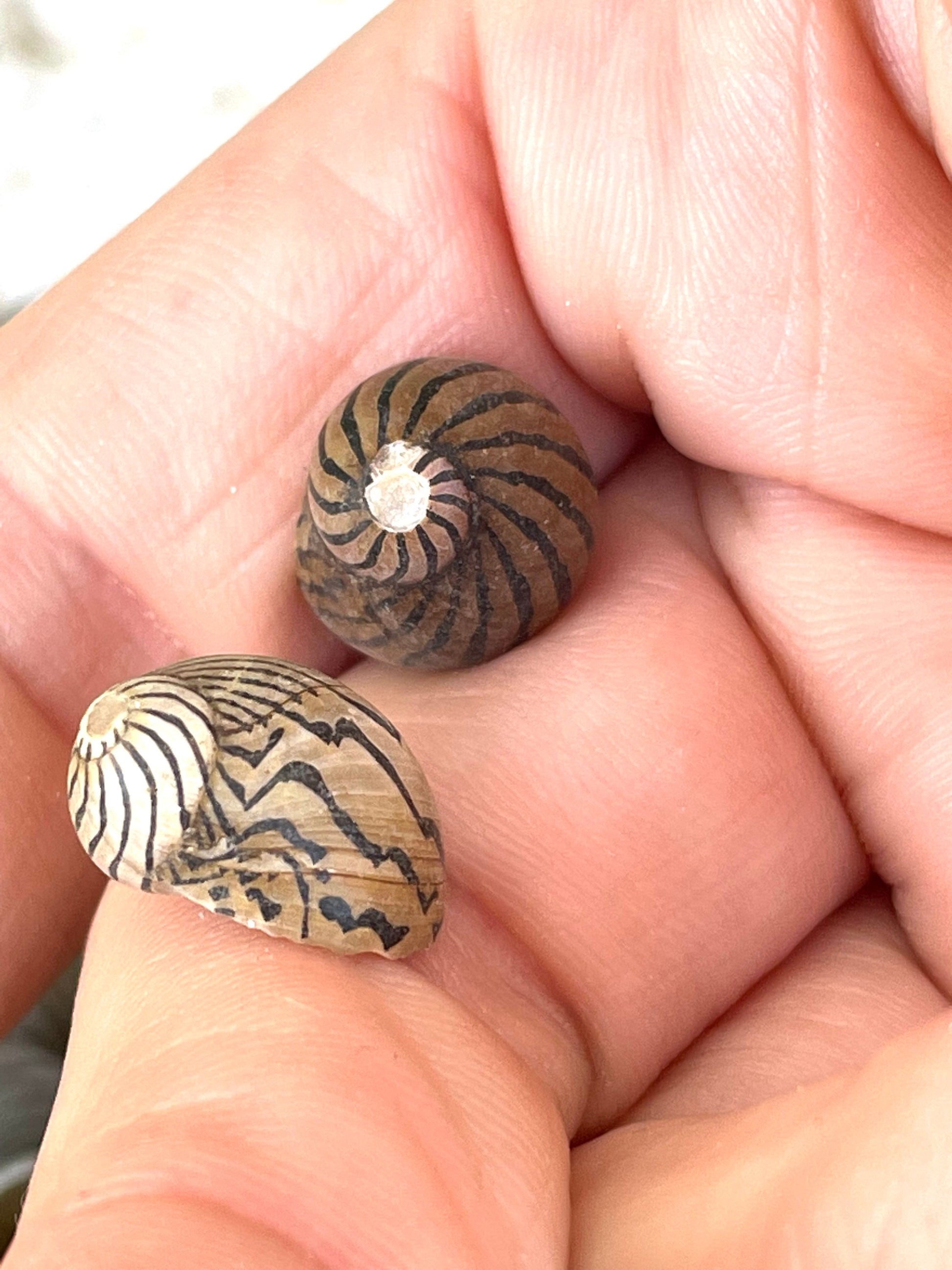 Premium Zig Zag Nerite Seashells Striped 1/2"-3/4" YOU PICK QUANTITY Black Brown Small Craft Coastal Beach Home Décor Sea Shells