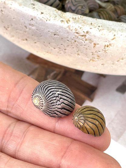 Zig Zag Nerite Shells 1/2"-3/4" *You Choose Quantity* Small Striped Craft Seashells Black Brown