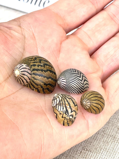Premium Zig Zag Nerite Seashells Striped 1/2"-3/4" YOU PICK QUANTITY Black Brown Small Craft Coastal Beach Home Décor Sea Shells