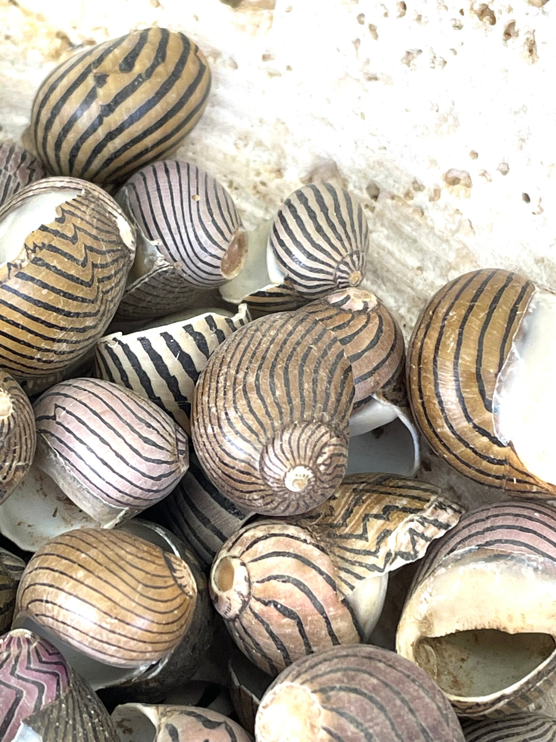 Zig Zag Nerite Shells 1/2"-3/4" *You Choose Quantity* Small Striped Craft Seashells Black Brown