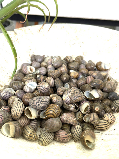 Premium Zig Zag Nerite Seashells Striped 1/2"-3/4" YOU PICK QUANTITY Black Brown Small Craft Coastal Beach Home Décor Sea Shells