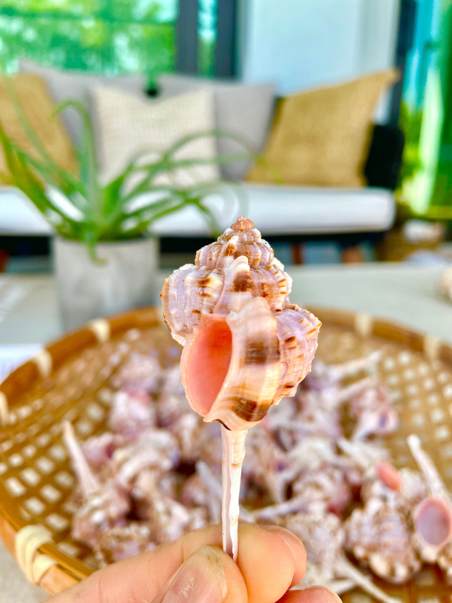 SNIPES BILL MUREX Shells *All Sizes* Natural Pink Brown White Display Seashell Coastal Crafts Décor