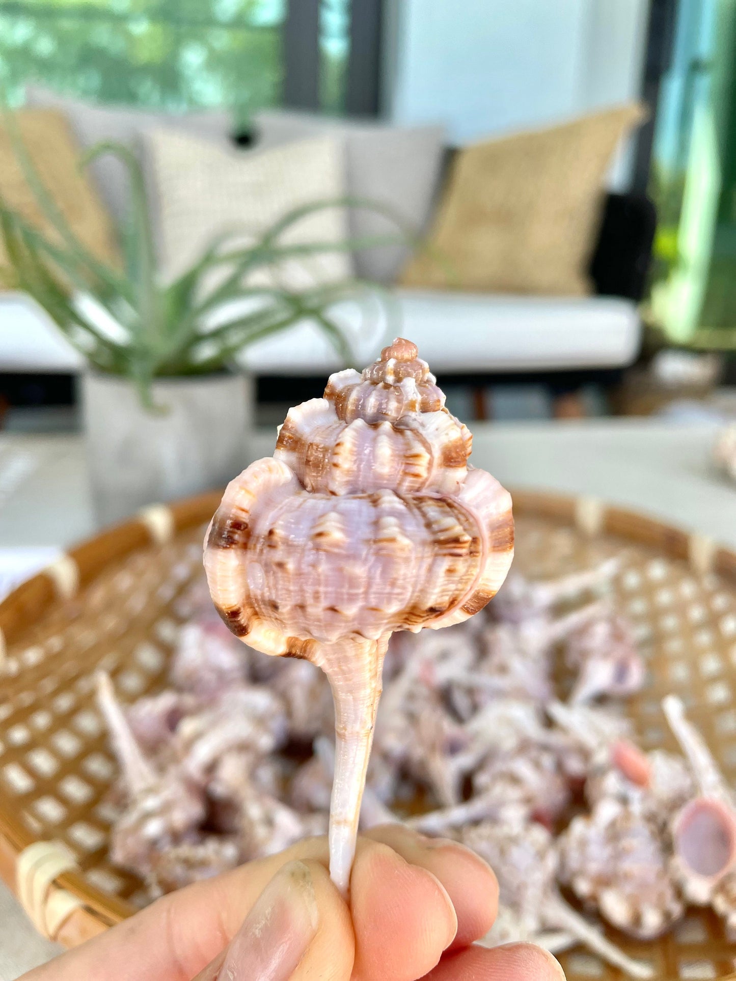 SNIPES BILL MUREX Shells *All Sizes* Natural Pink Brown White Display Seashell Coastal Crafts Décor