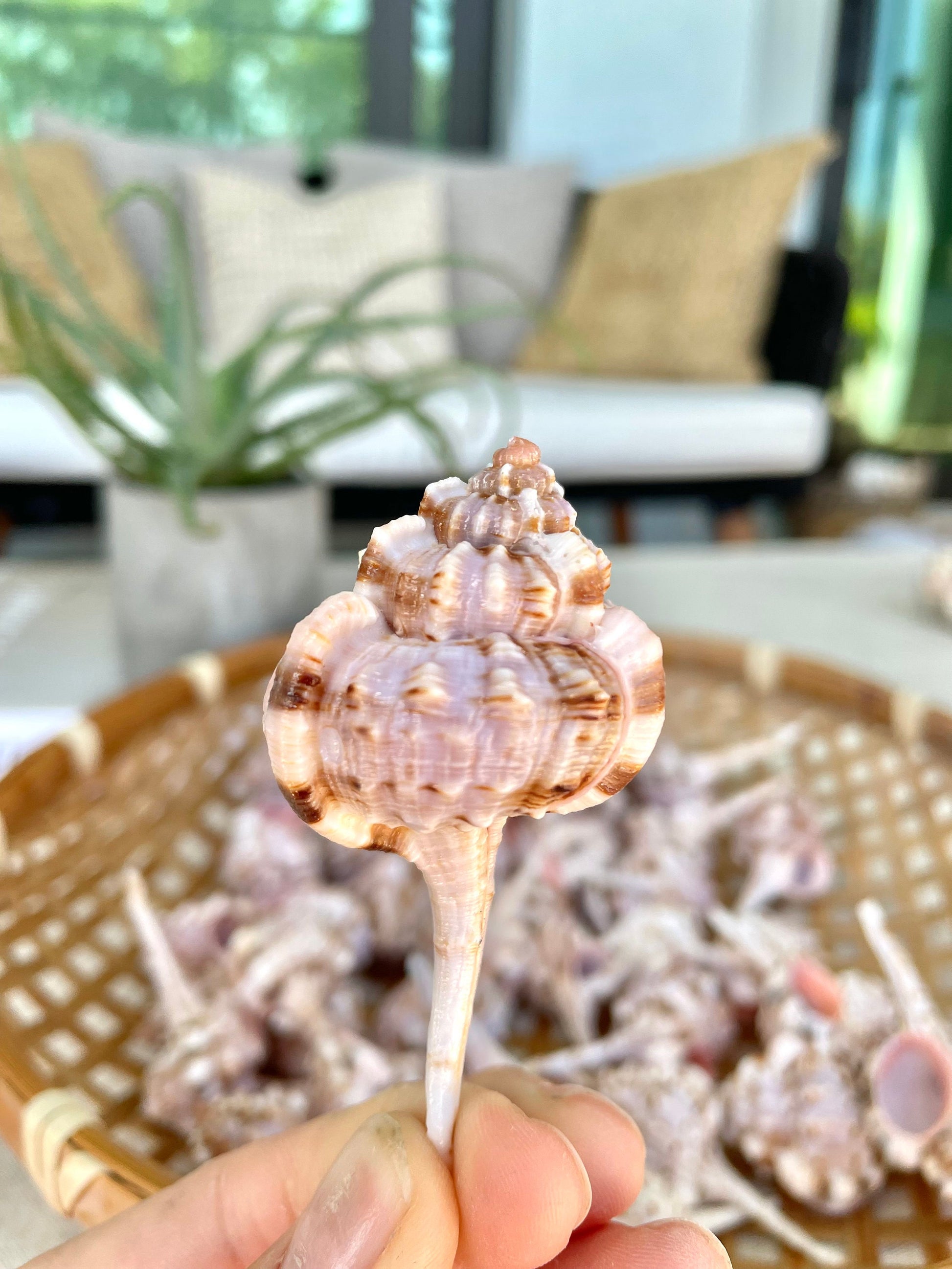 SNIPES BILL MUREX Shells *All Sizes* Natural Pink Brown White Display Seashell Coastal Crafts Décor