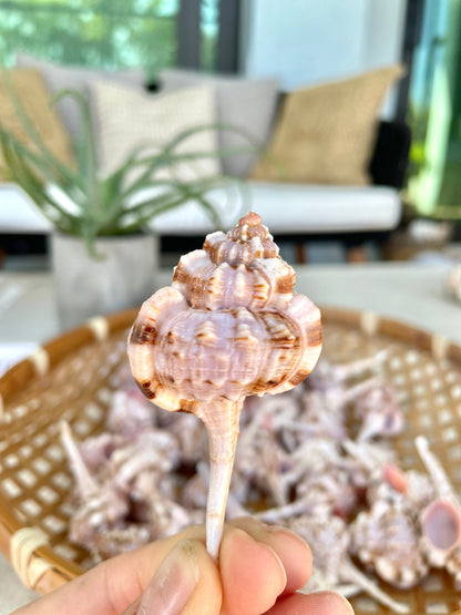 SNIPES BILL MUREX Shells *All Sizes* Natural Pink Brown White Display Seashell Coastal Crafts Décor