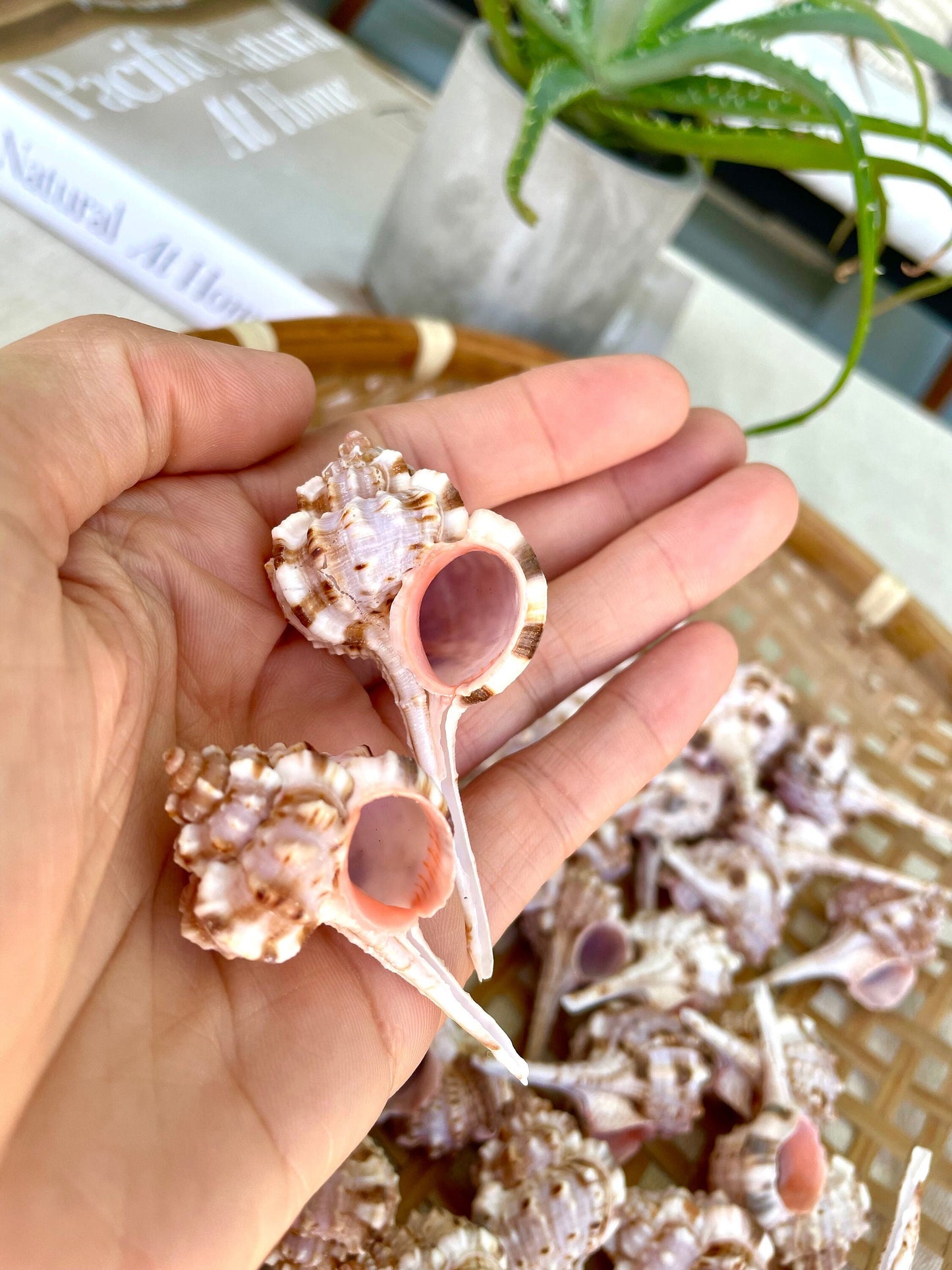 SNIPES BILL MUREX Shells *All Sizes* Natural Pink Brown White Display Seashell Coastal Crafts Décor