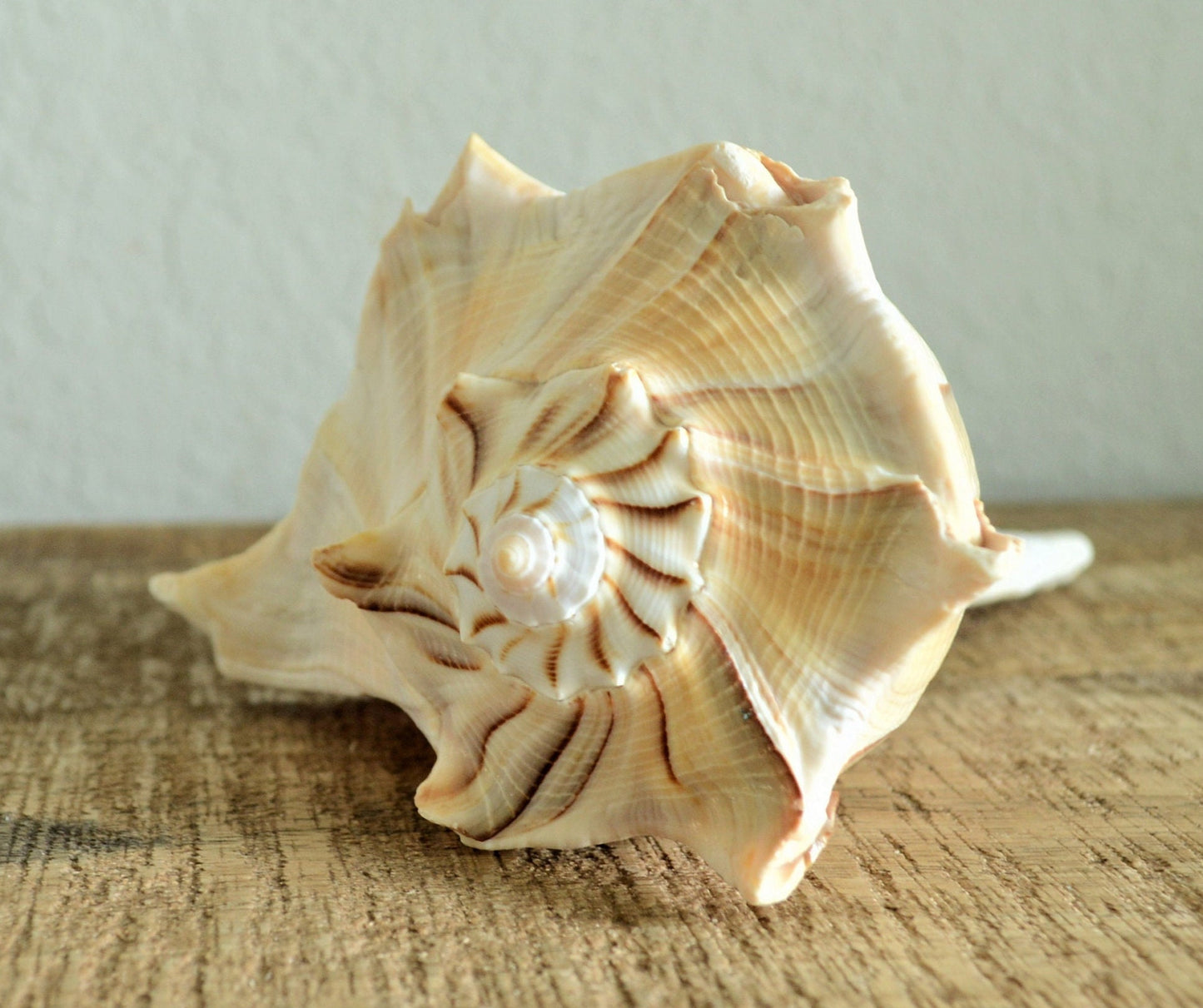 LIGHTENING WHELK CONCH Shell *All Sizes* Golden Brown White Display Seashell Florida Beach Home