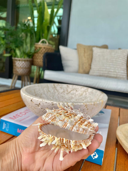 PACIFIC SPINY OYSTER Matching Pairs Shells *All Sizes* White/Brown Paired Clams Seashell Beach Home Décor Spondylus