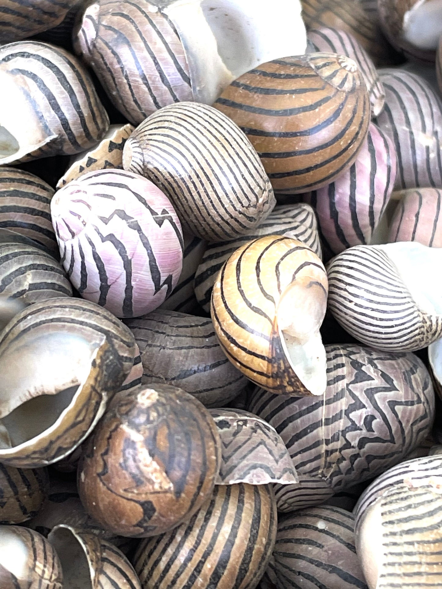 ZIG ZAG NERITE Shells *You Choose Quantity* 1/2"-3/4" Natural Striped Black Brown Small Snail Craft Seashells Coastal Beach Home Décor
