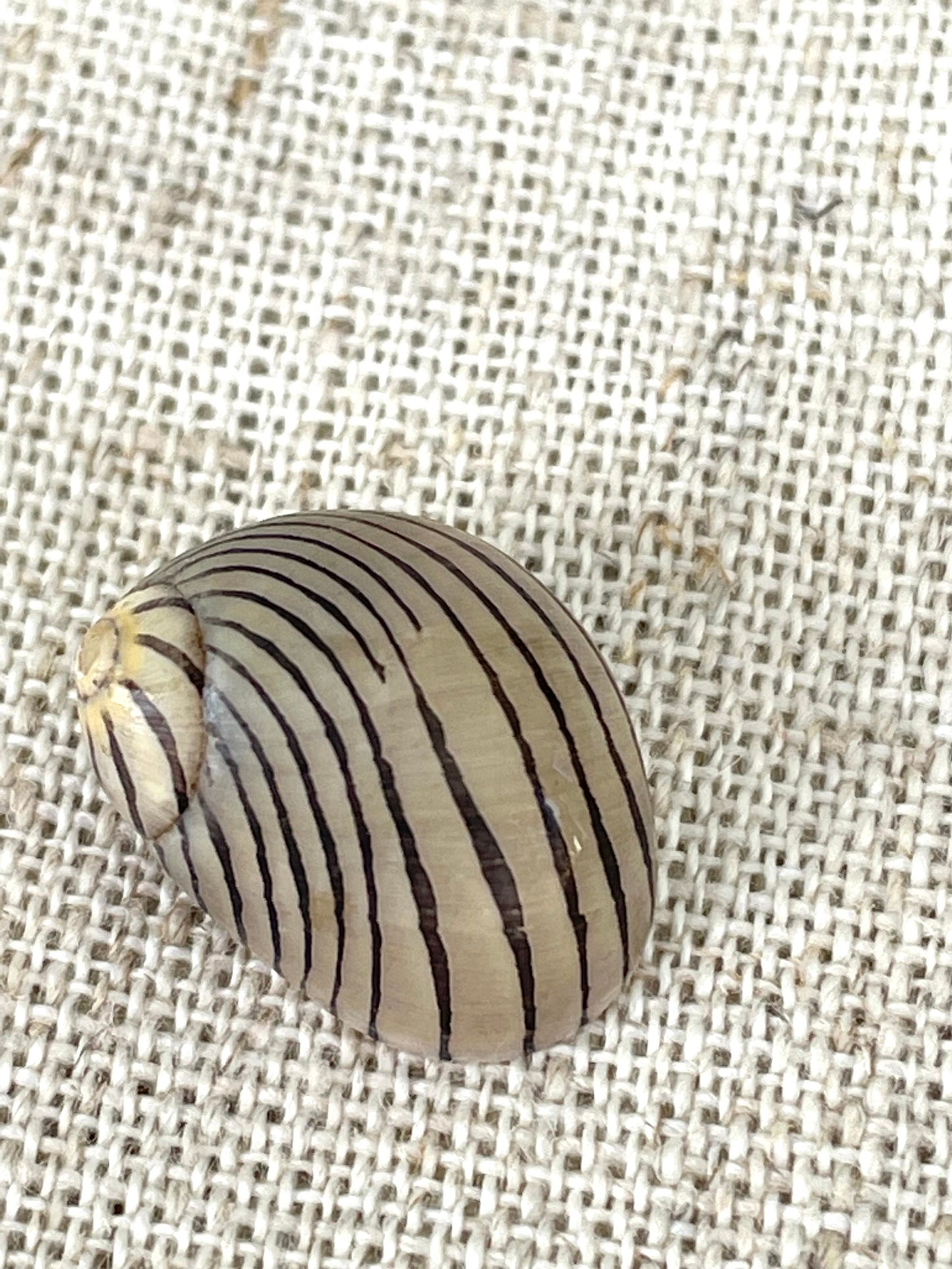 Premium Zig Zag Nerite Seashells Striped 1/2"-3/4" YOU PICK QUANTITY Black Brown Small Craft Coastal Beach Home Décor Sea Shells