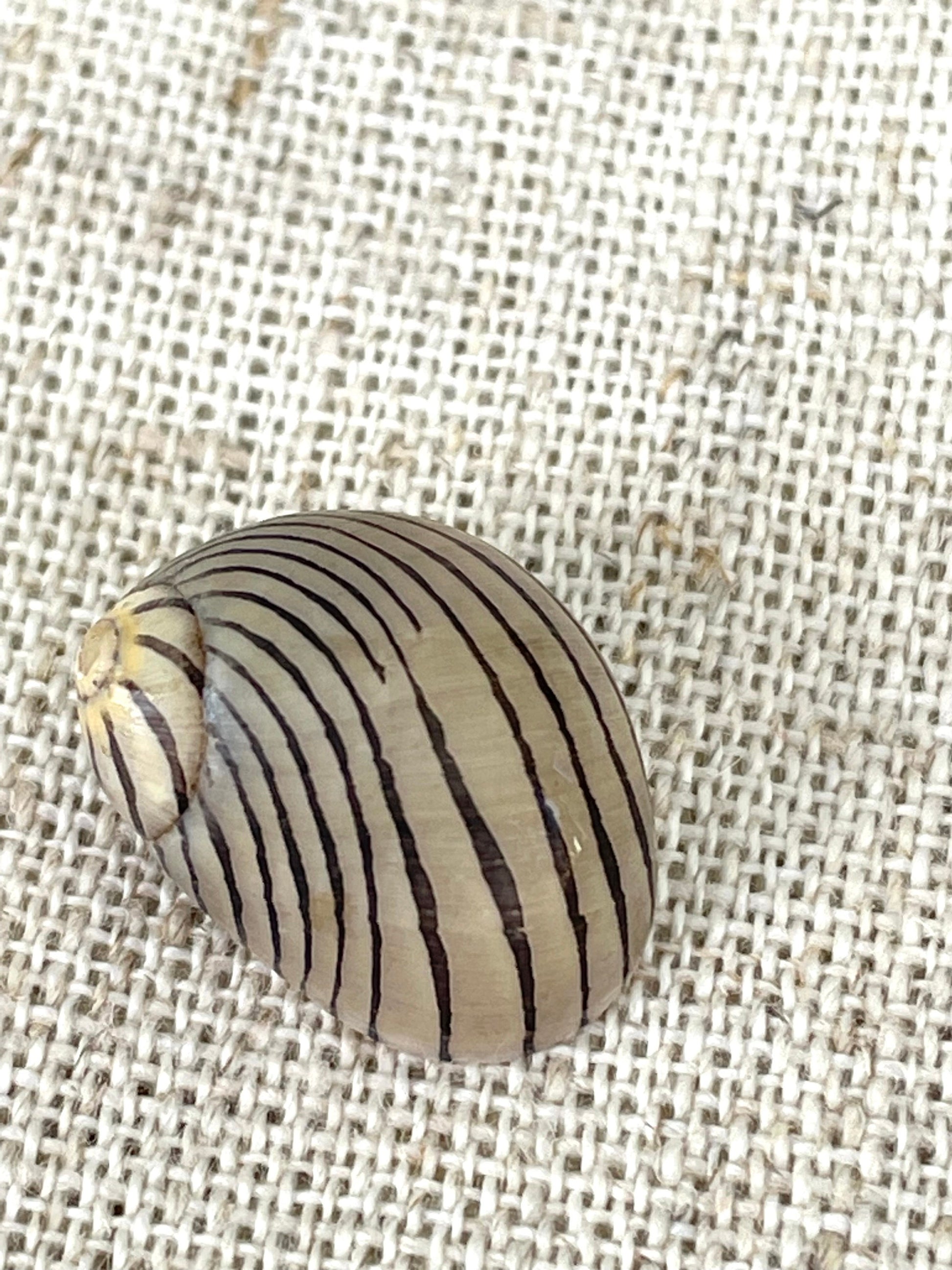 Premium Zig Zag Nerite Seashells Striped 1/2"-3/4" YOU PICK QUANTITY Black Brown Small Craft Coastal Beach Home Décor Sea Shells
