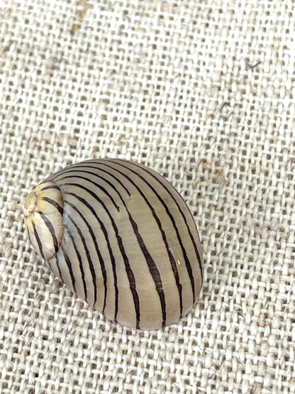 Premium Zig Zag Nerite Seashells Striped 1/2"-3/4" YOU PICK QUANTITY Black Brown Small Craft Coastal Beach Home Décor Sea Shells
