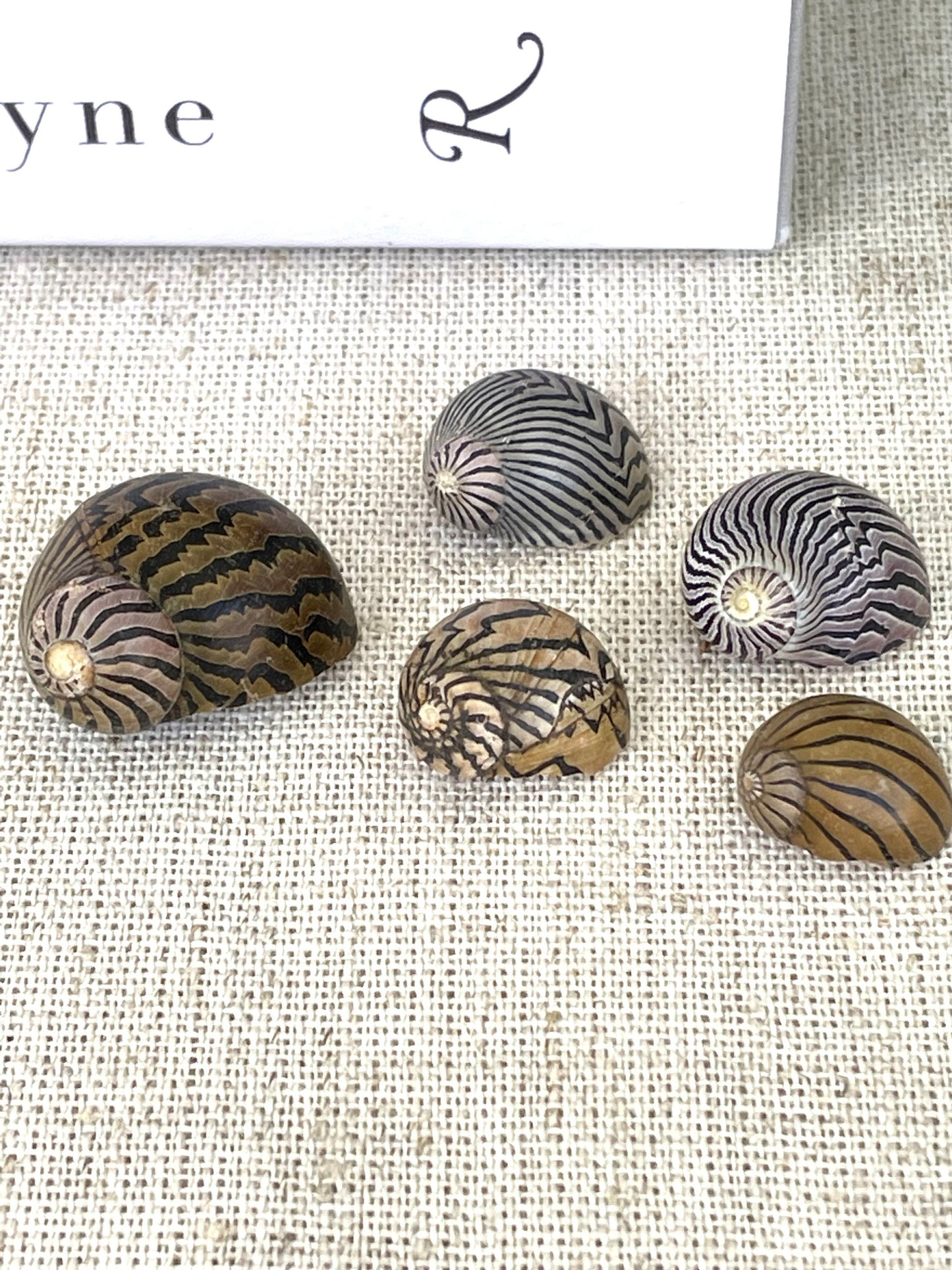 Premium Zig Zag Nerite Seashells Striped 1/2"-3/4" YOU PICK QUANTITY Black Brown Small Craft Coastal Beach Home Décor Sea Shells