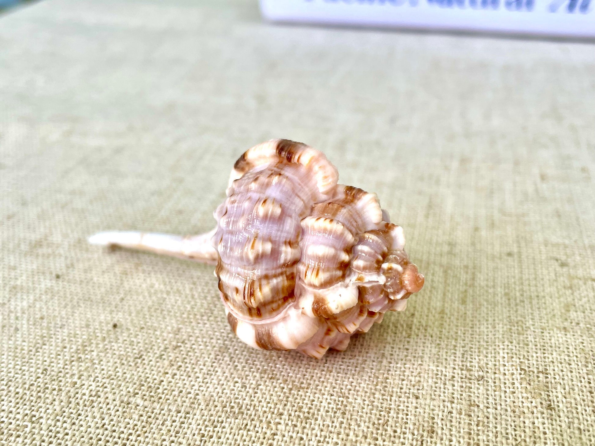 SNIPES BILL MUREX Shells *All Sizes* Natural Pink Brown White Display Seashell Coastal Crafts Décor