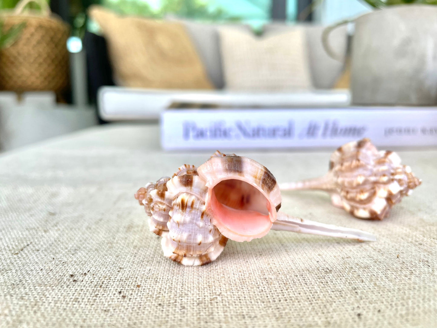 SNIPES BILL MUREX Shells *All Sizes* Natural Pink Brown White Display Seashell Coastal Crafts Décor
