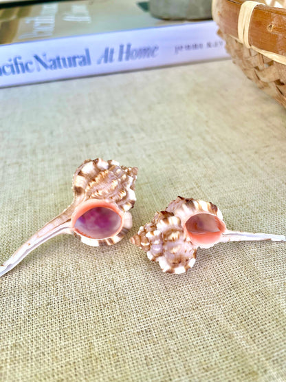 Pink Snipes Bill Murex Seashells 2-6" *You Choose Size*Coastal Décor Crafts