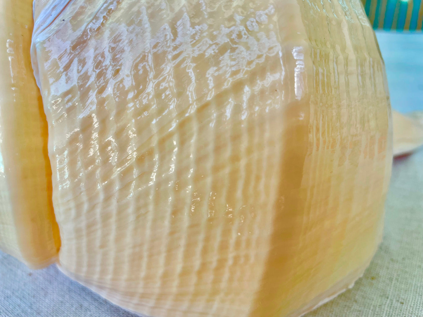 X-LARGE 16-20" You Pick Size Australian Trumpet Shell Syrinx Aruanus Mammoth Seashell Cabinet Curiosities Antique Collectible Display