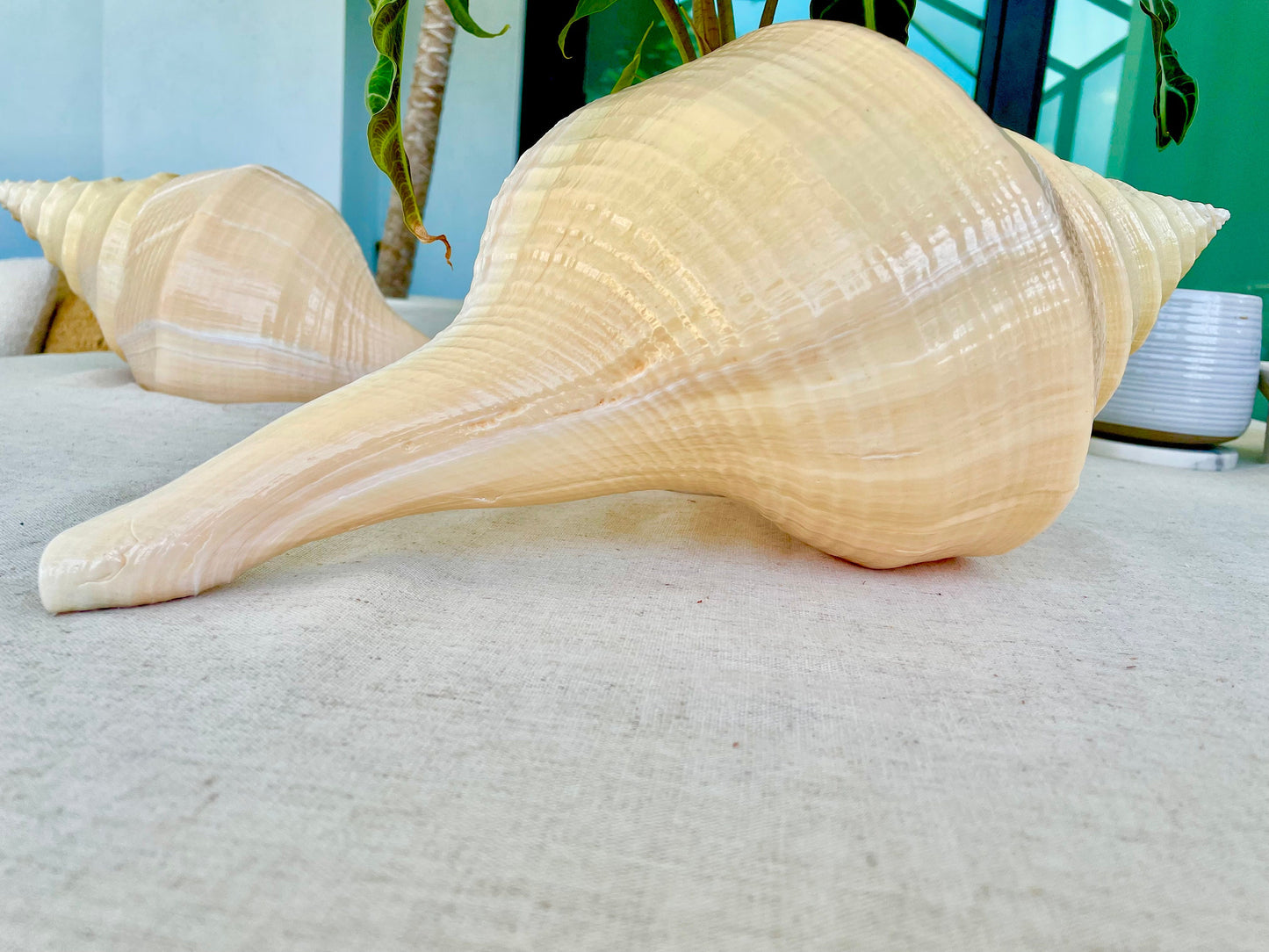 AUSTRALIAN TRUMPET SYRINX *You Choose Size* 18-20" Long Rare Mammoth Display Seashell