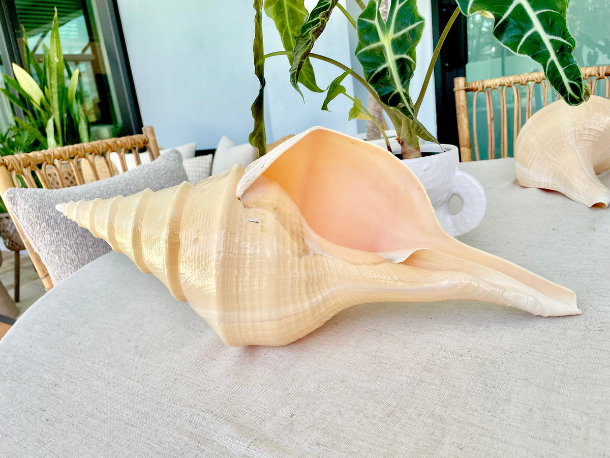 AUSTRALIAN TRUMPET SYRINX *You Choose Size* 18-20" Long Rare Mammoth Display Seashell