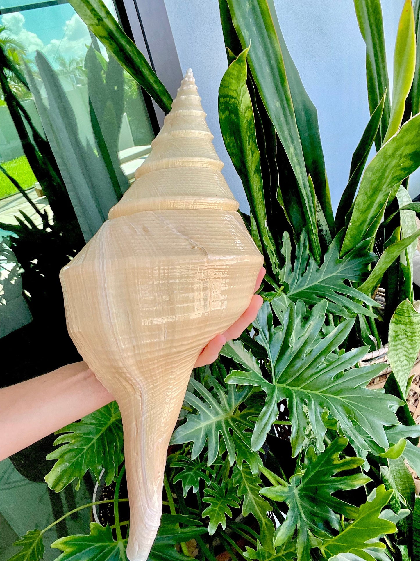 X-LARGE 16-20" You Pick Size Australian Trumpet Shell Syrinx Aruanus Mammoth Seashell Cabinet Curiosities Antique Collectible Display