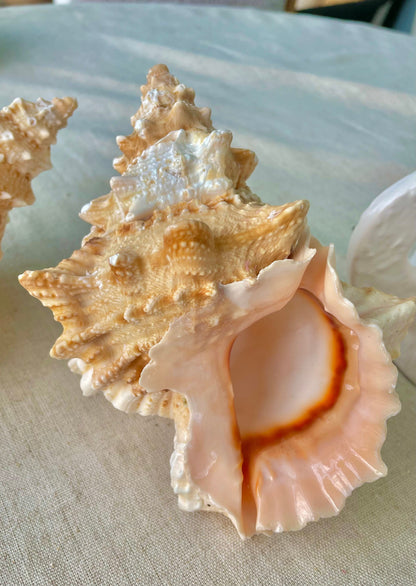 ORANGE MOUTH BURSA Frog Shell 3-4" Natural Colors Display Craft Seashell Coastal Décor