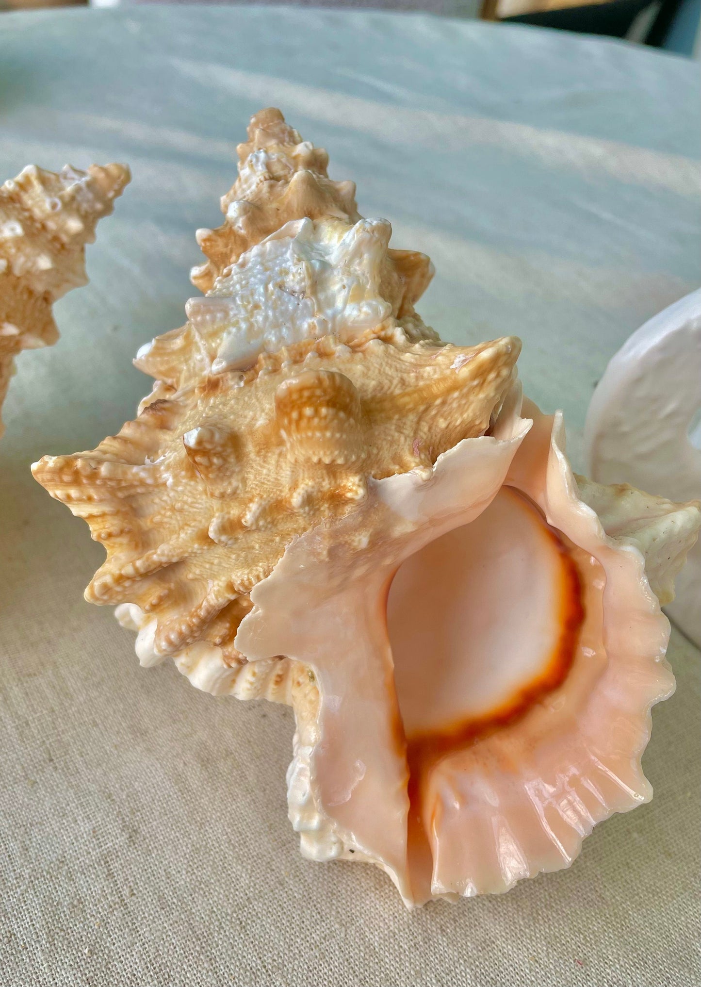 ORANGE MOUTH BURSA Frog Shell 3-4" Unique Display Craft Shell