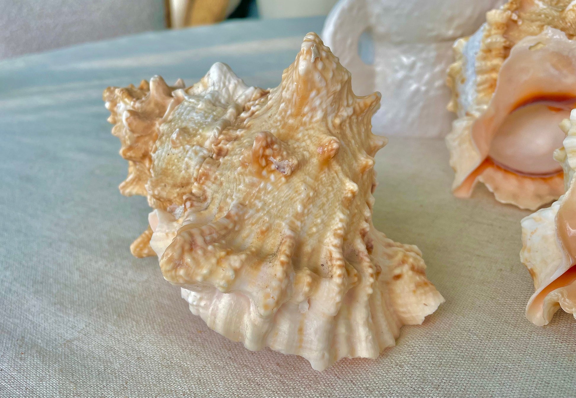 ORANGE MOUTH BURSA Frog Shell 3-4" Unique Display Craft Shell