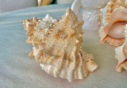ORANGE MOUTH BURSA Frog Shell 3-4" Unique Display Craft Shell