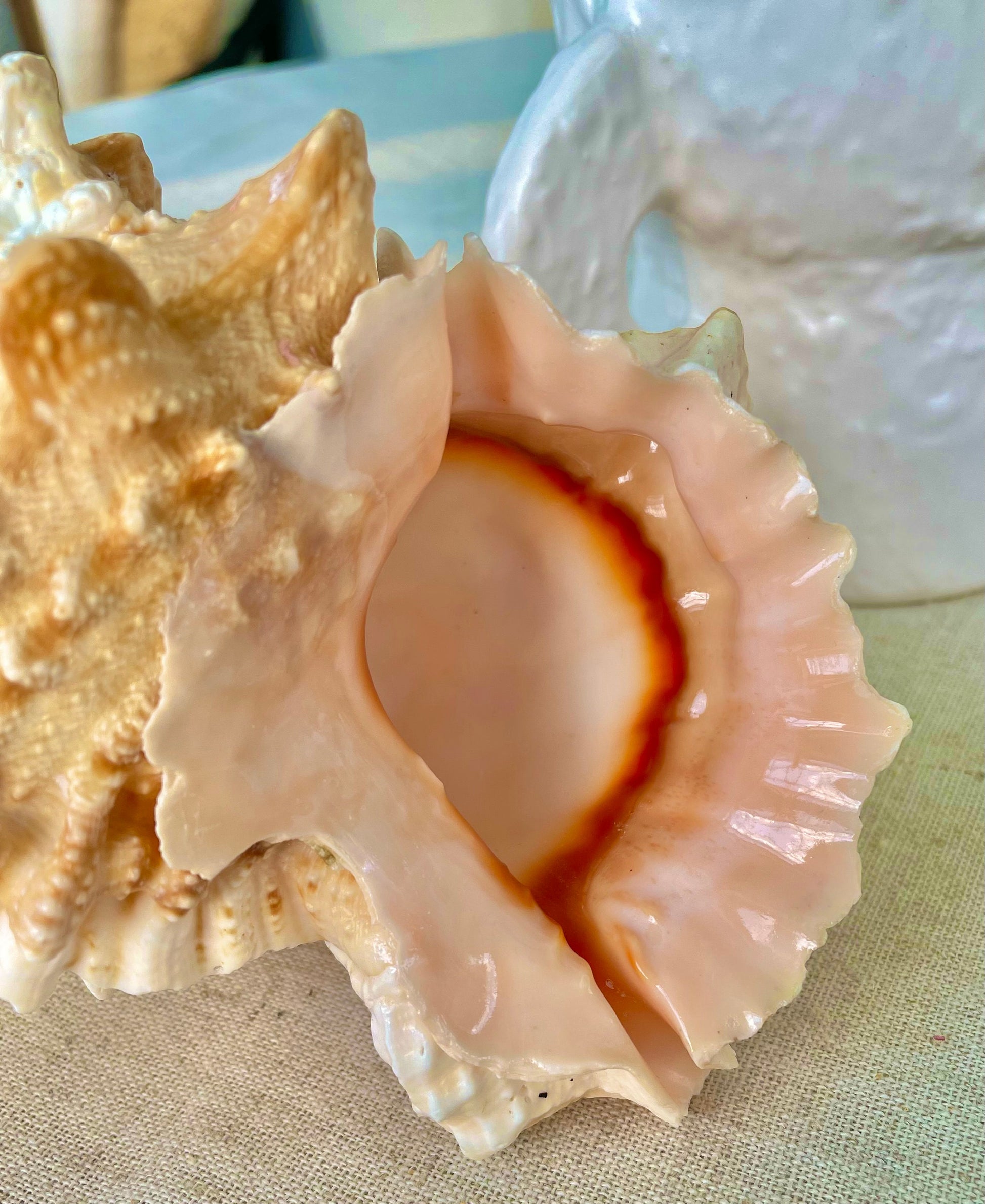 ORANGE MOUTH BURSA Frog Shell 3-4" Unique Display Craft Shell