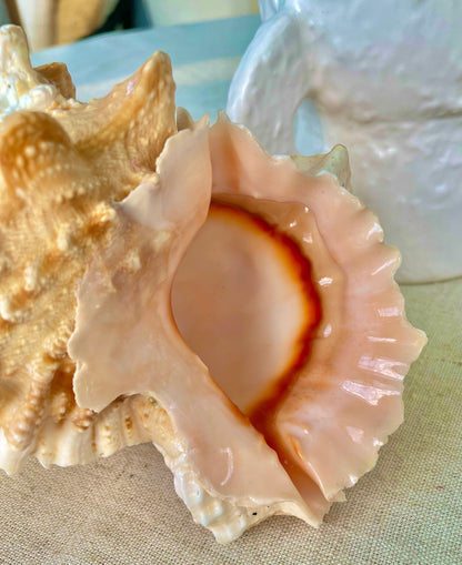 ORANGE MOUTH BURSA Frog Shell 3-4" Unique Display Craft Shell