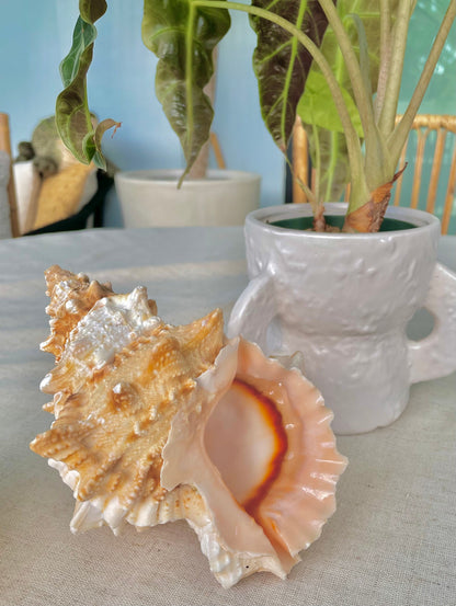 ORANGE MOUTH BURSA Frog Shell 3-4" Natural Colors Display Craft Seashell Coastal Décor