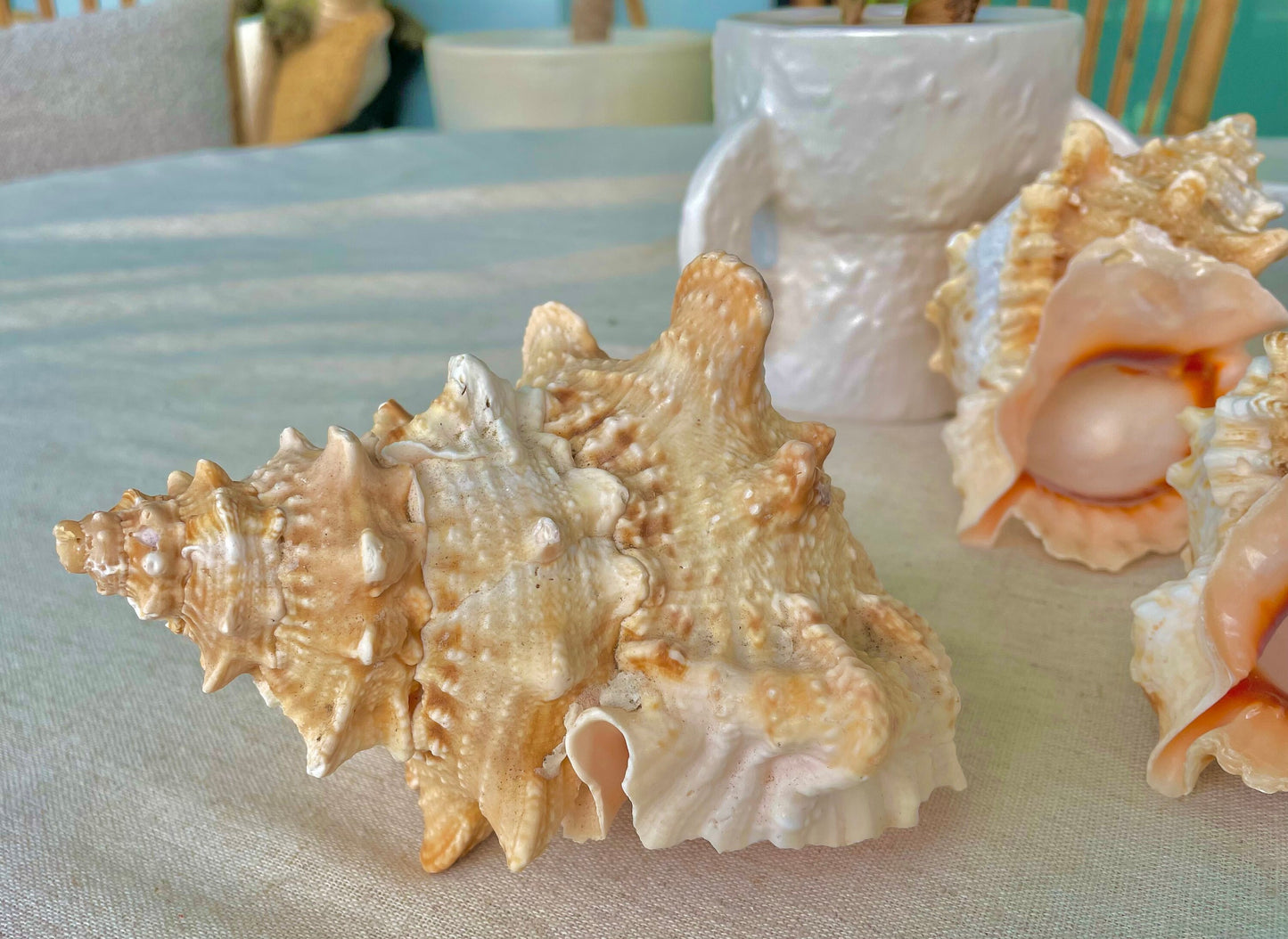 ORANGE MOUTH BURSA Frog Shell 3-4" Natural Colors Display Craft Seashell Coastal Décor