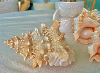 ORANGE MOUTH BURSA Frog Shell 3-4" Natural Colors Display Craft Seashell Coastal Décor