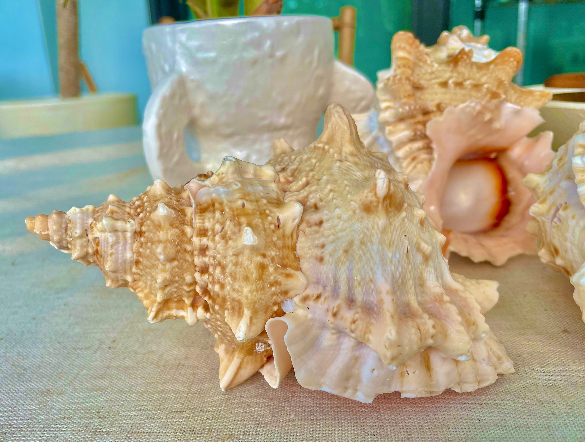 ORANGE MOUTH BURSA Frog Shell 3-4" Unique Display Craft Shell