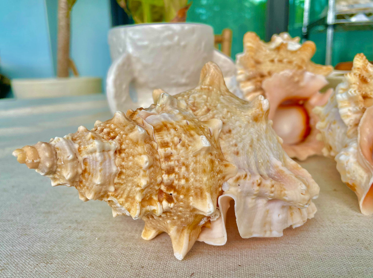 ORANGE MOUTH BURSA Frog Shell 3-4" Unique Display Craft Shell