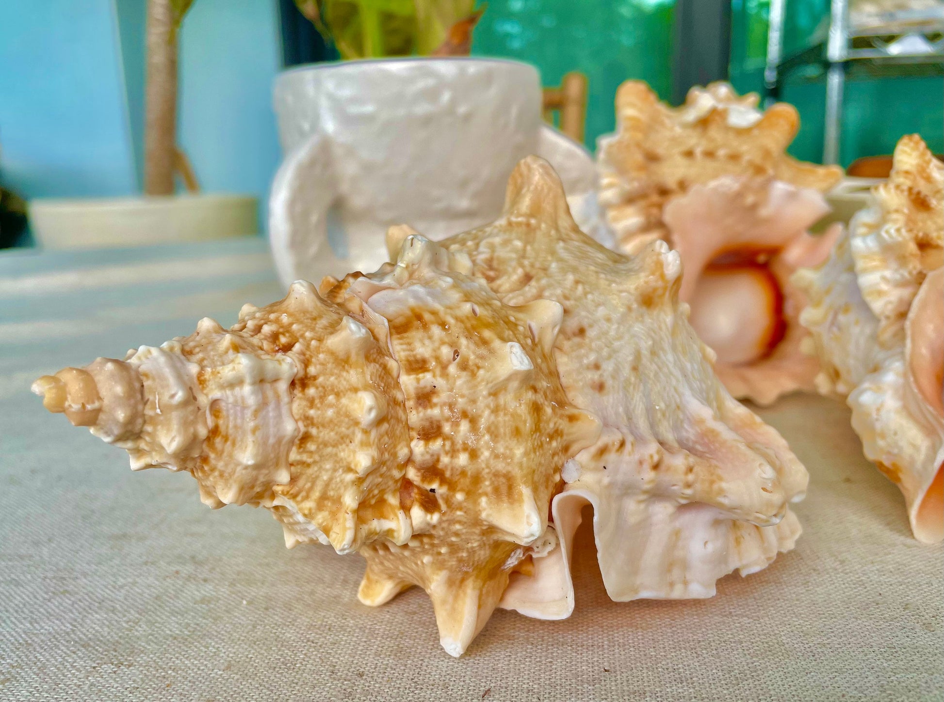 ORANGE MOUTH BURSA Frog Shell 3-4" Unique Display Craft Shell