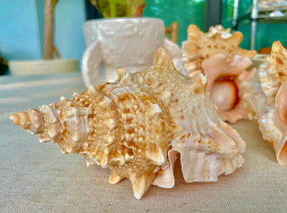ORANGE MOUTH BURSA Frog Shell 3-4" Unique Display Craft Shell