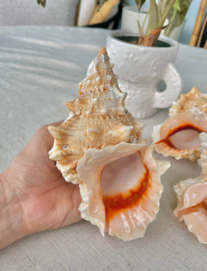 ORANGE MOUTH BURSA Frog Shell 3-4" Natural Colors Display Craft Seashell Coastal Décor